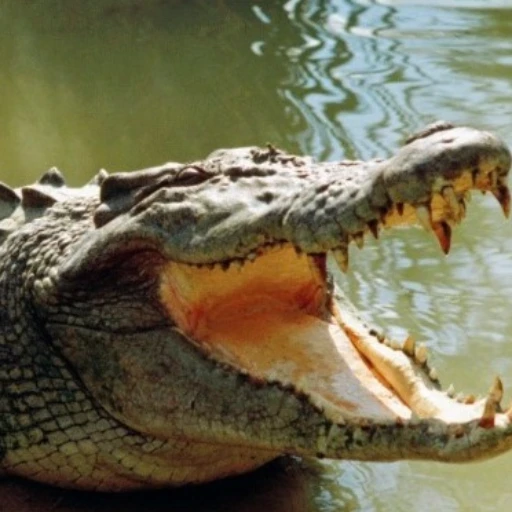 Autoridades buscan cocodrilo que escapó de una finca turística en República Dominicana