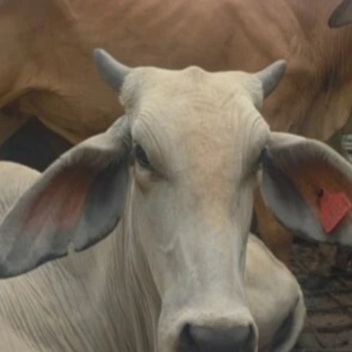 Gobernador del Táchira anunció la llegada de material genético para fortalecer el ganado nacional